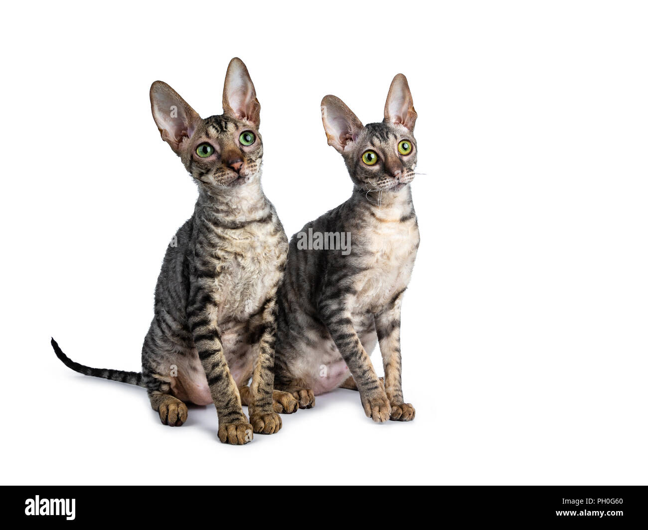 Корниш рекс кошки на груди барашек серые рисовать