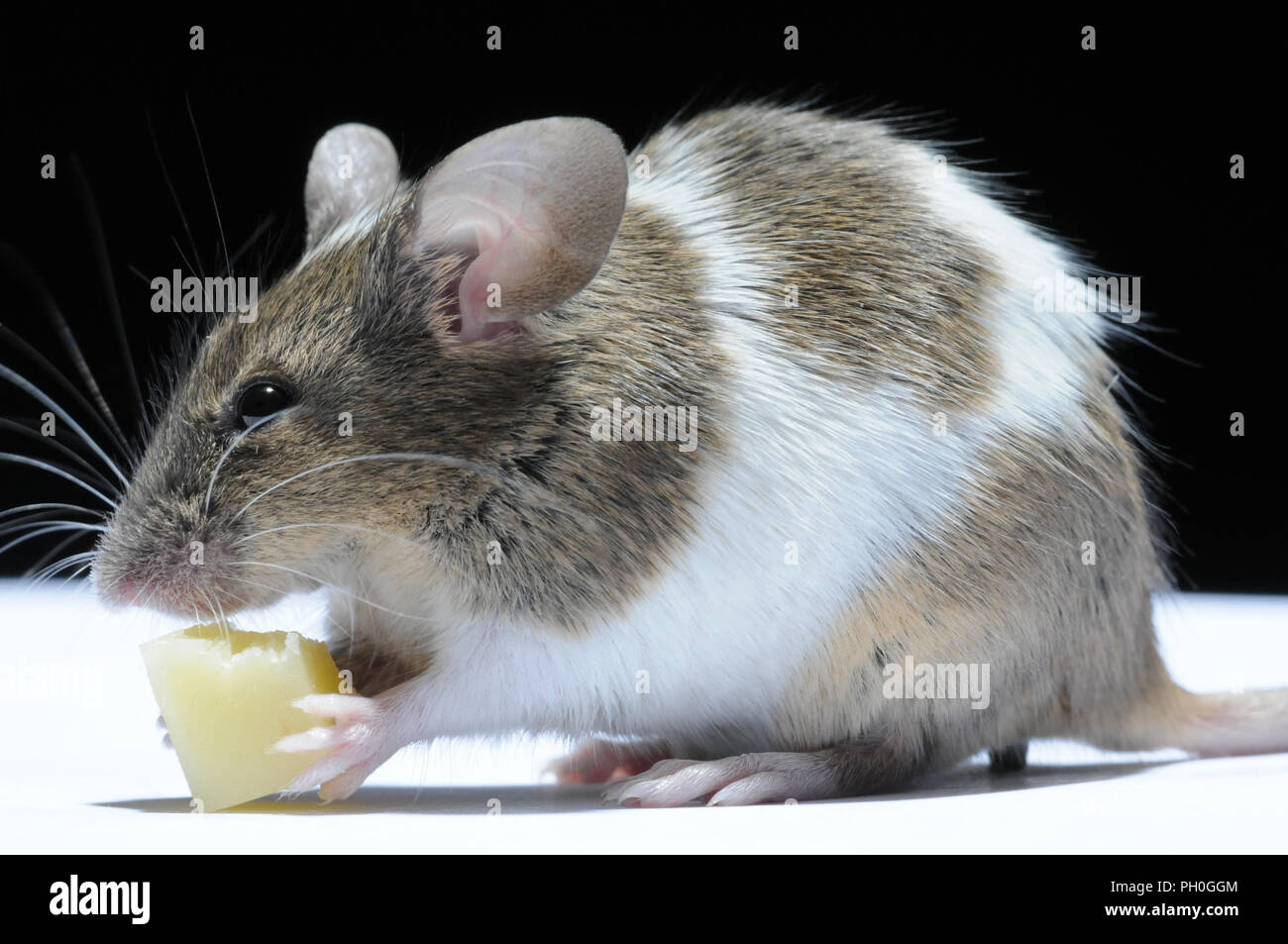 Mouse eating cheese hires stock photography and images Alamy