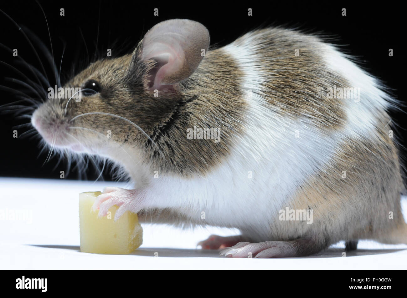 Mouse eating cheese hires stock photography and images Alamy