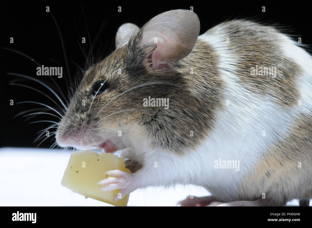Mouse eating cheese hires stock photography and images Alamy