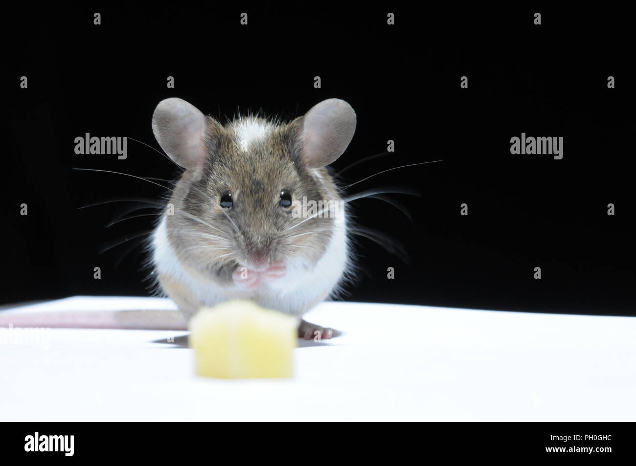 Mouse eating cheese hires stock photography and images Alamy