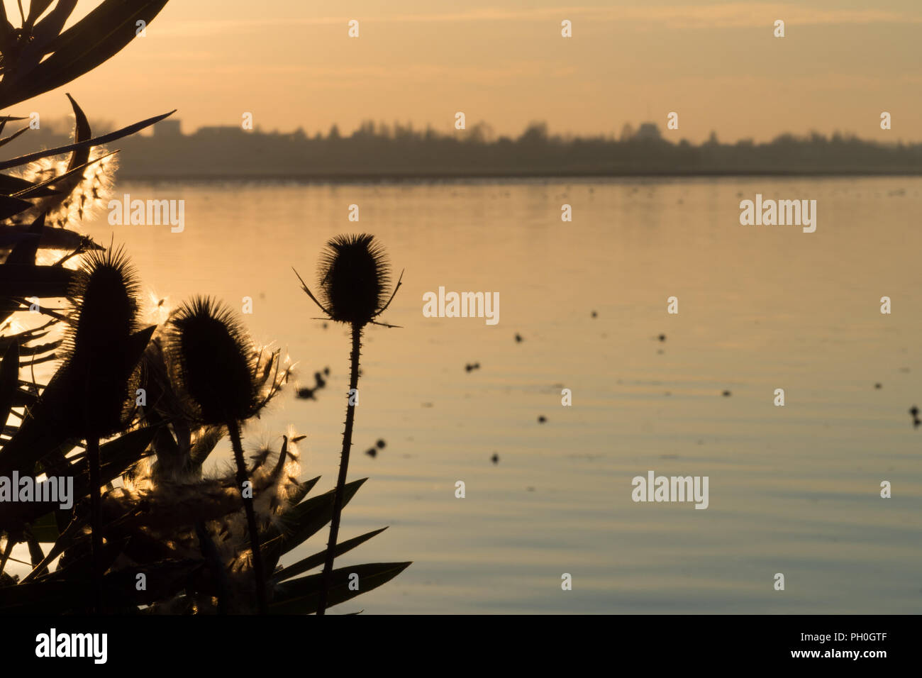 Black silhouette of typical lake vegetation with lit contours against a pastel orange sunset river water Stock Photo