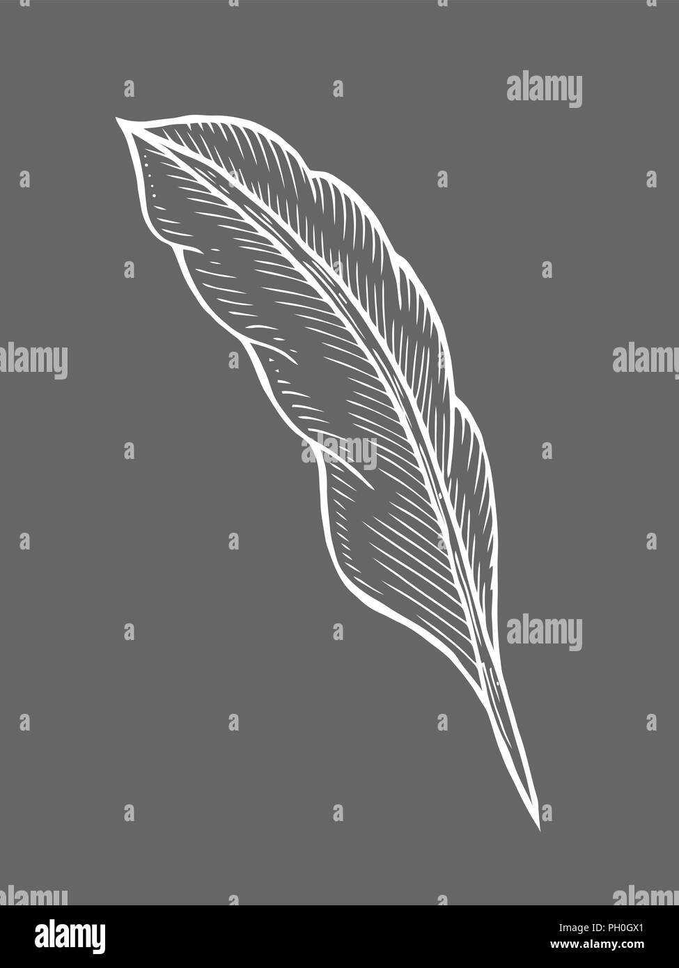 illustration of a feather quill pen in a vintage woodblock style Stock
