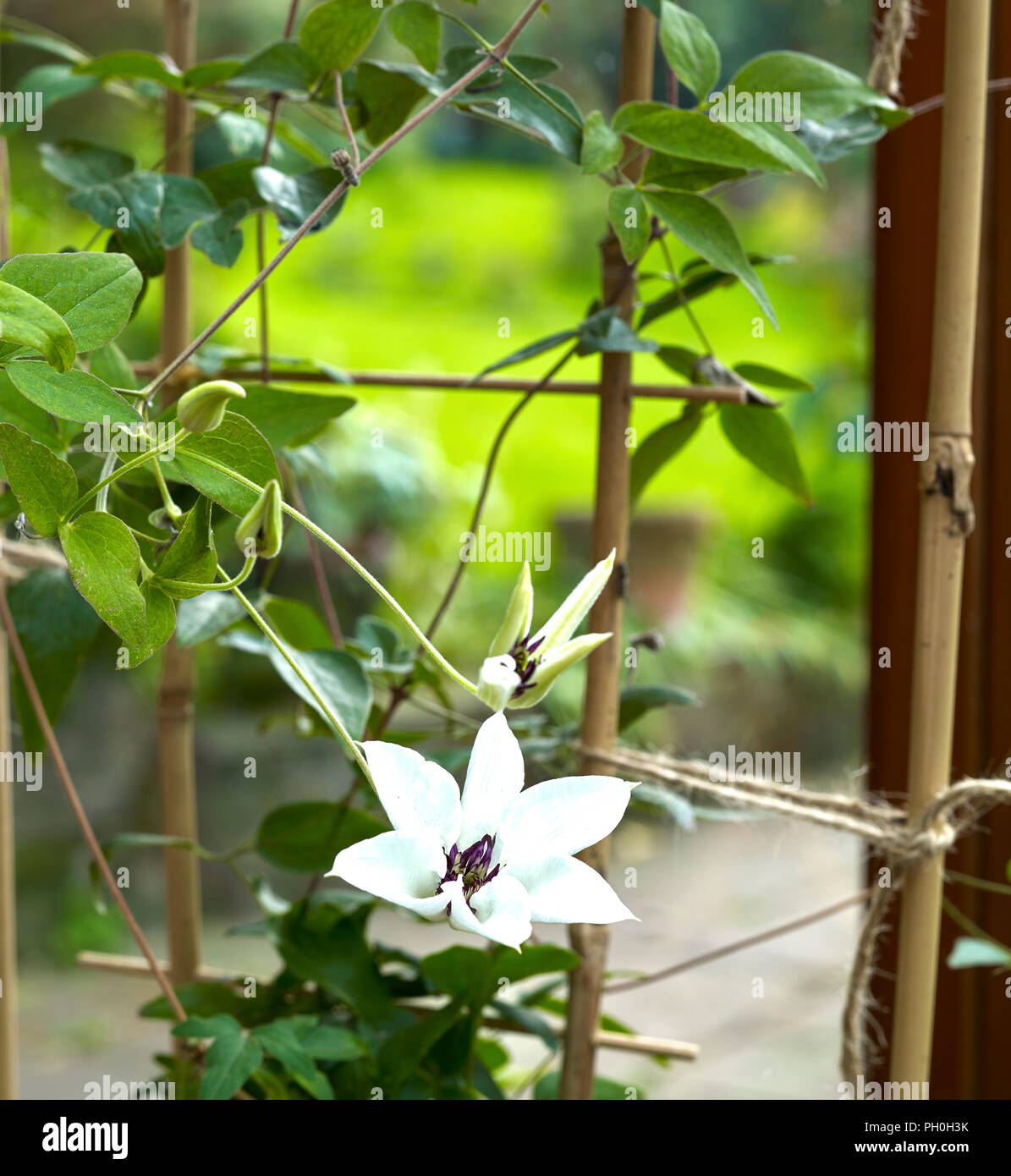 Clematis, Florida Sieboldii, growing a conservatory at Heather Cottage. North Yorkshire amateur garden at 900ft. Stock Photo