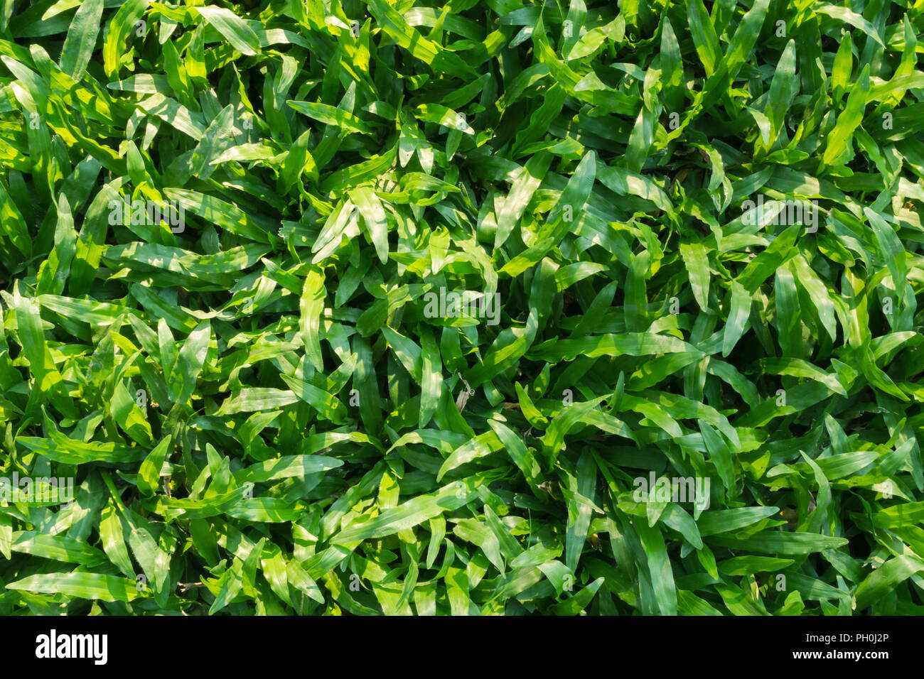 top view of natural fresh green tropical carpet grass in the garden at