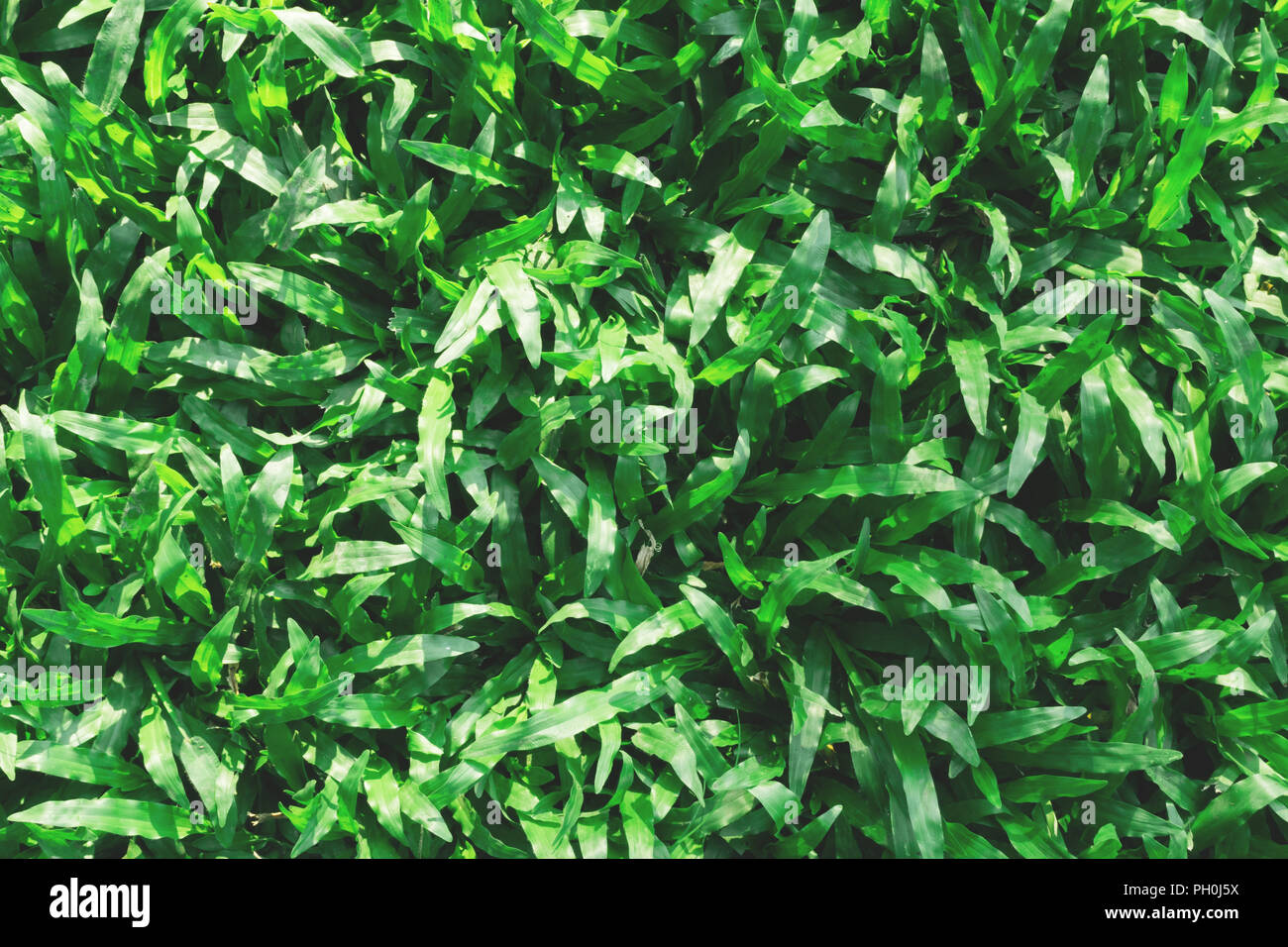 top view of natural fresh green tropical carpet grass in the garden at home  backyard in morning time. nature background and wallpaper in film style ph  Stock Photo - Alamy