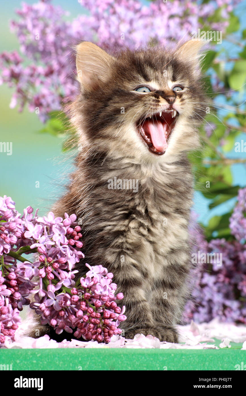 kitten, 6 weeks old, black tabby, yawning Stock Photo