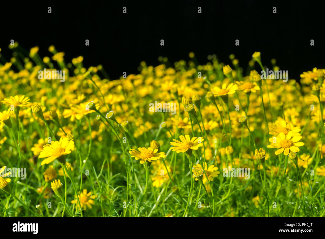 nature fresh yellow thymophylla flower field in the wild on black background with copy space. Stock Photo