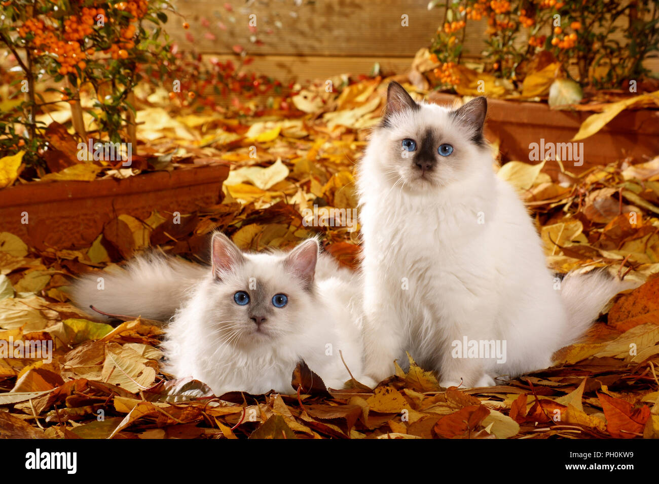 young birman cats, blue point and seal point, lying in autumn leaves Stock Photo