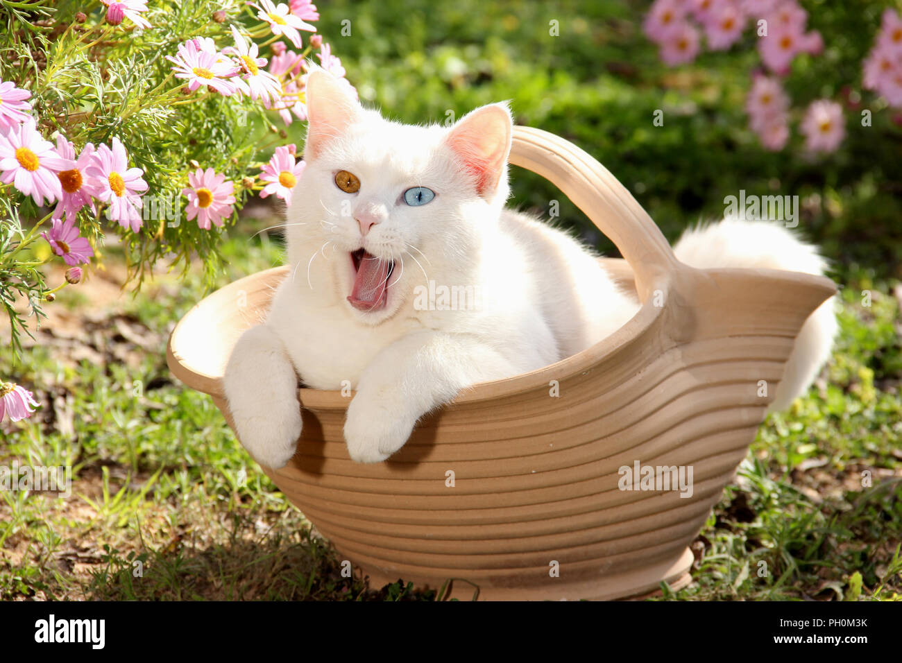 white cat, odd eyed, lying in a flower pot and give a  yawn Stock Photo