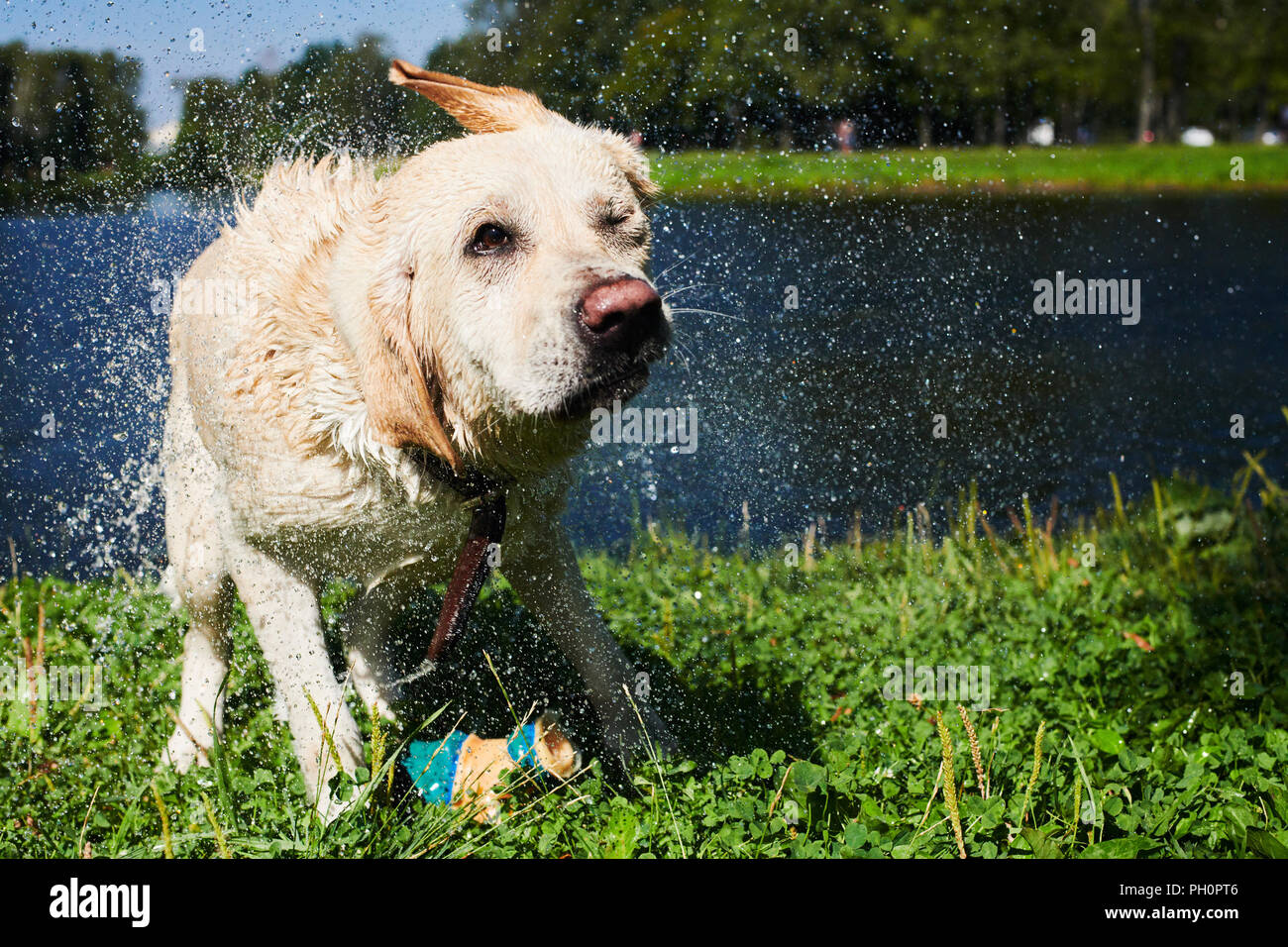 Why Do Dogs Shake Off Water