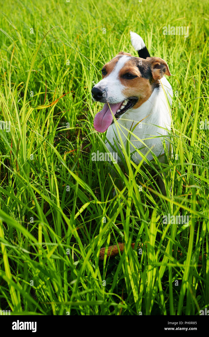 Adorable dog heavily breathing on grass Stock Photo Alamy