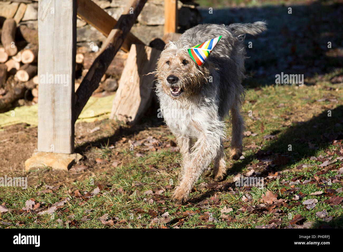Athos the griffon goes to a Christmes party at doggy playgroup in Varen, Tarn et Garonne, Occitanie, France, Europe Stock Photo