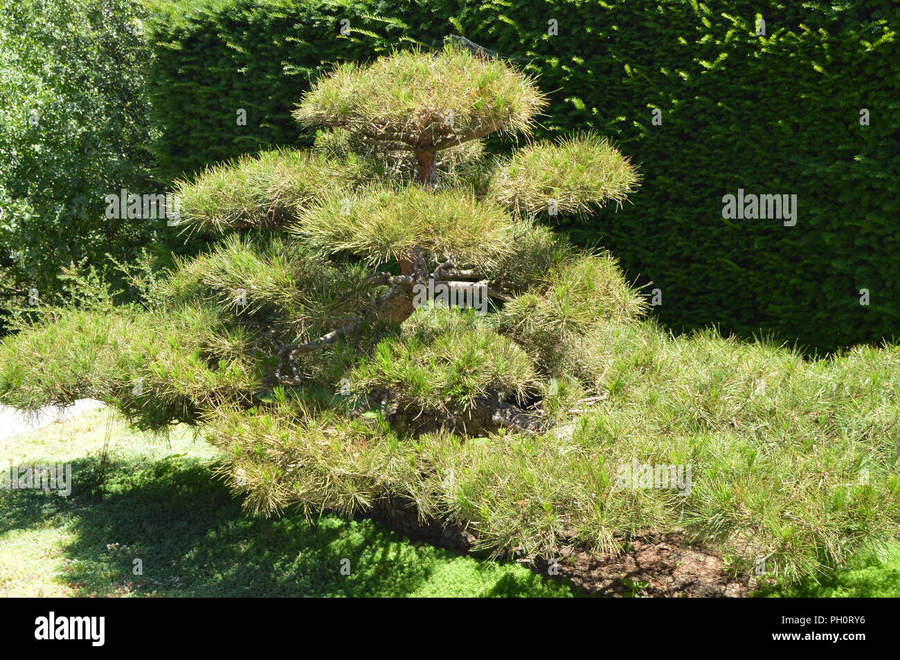Green curved bonsai tree grows in Japanese garden. landscape design in Japanese style. Stock Photo