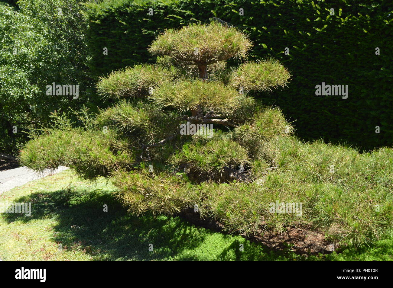 Green Curved Bonsai Tree Grows In Japanese Garden Landscape Design In Japanese Style Stock Photo Alamy,Purple Wallpaper Designs