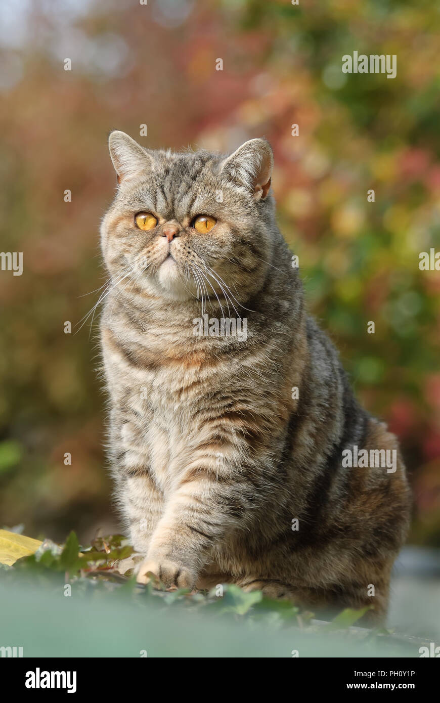 Exotic Shorthair cat, a short-haired Persian with a flat nose and face, sitting and watching curiously the autumnal garden, Germany Stock Photo