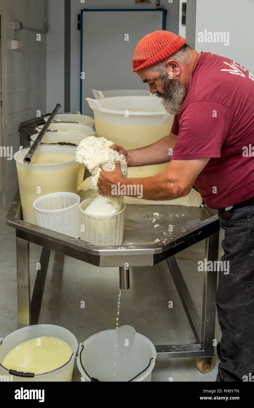 making pecorino cheese, .Abruzzo, italy Stock Photo Alamy