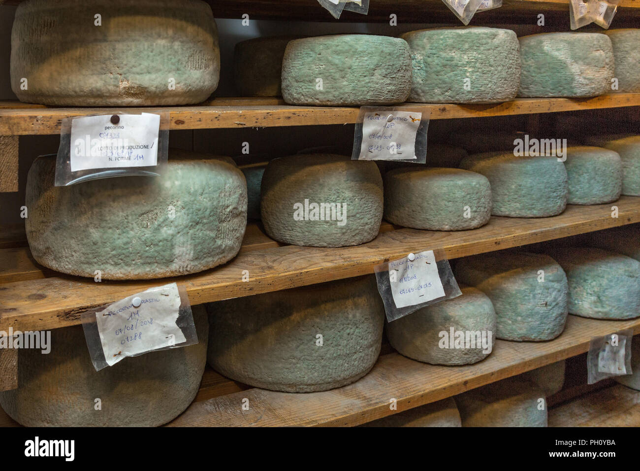 mildewing warehouse of pecorino cheeses Stock Photo