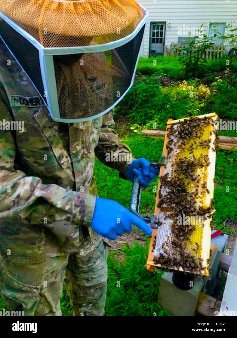 Col Doherty Lt. Col. Tim Doherty shows the progress of new bees in his colony Stock ...