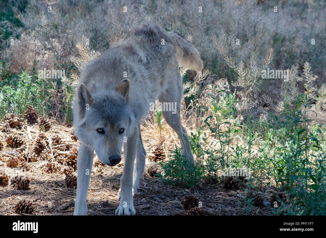 Gray wolf in Colorado Stock Photo