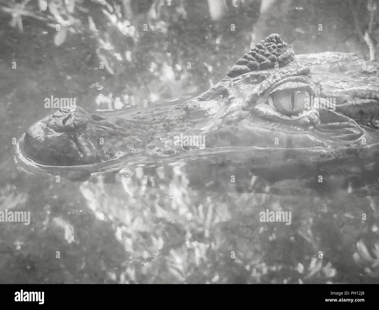 Close up to big and frightening eye of a Caiman (Caimaninae) crocodile staying in still water Stock Photo