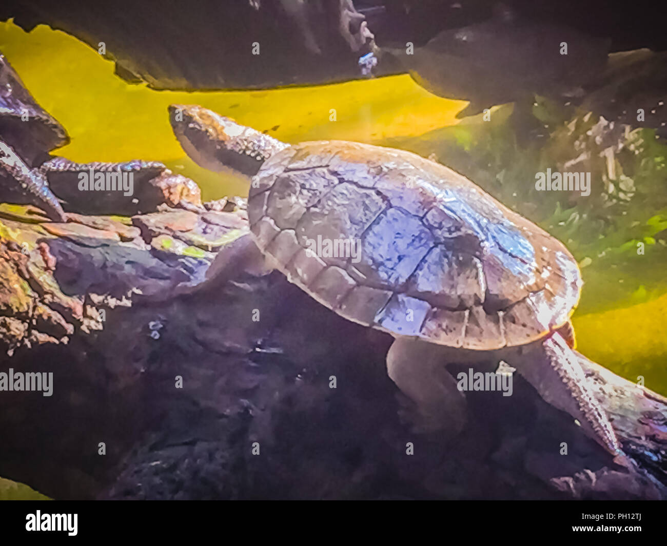 Reeves turtle or Chinese pond turtle (Mouremys reevesii) is semiaquatic turtle that like to basks in the sun on rock or log. Stock Photo