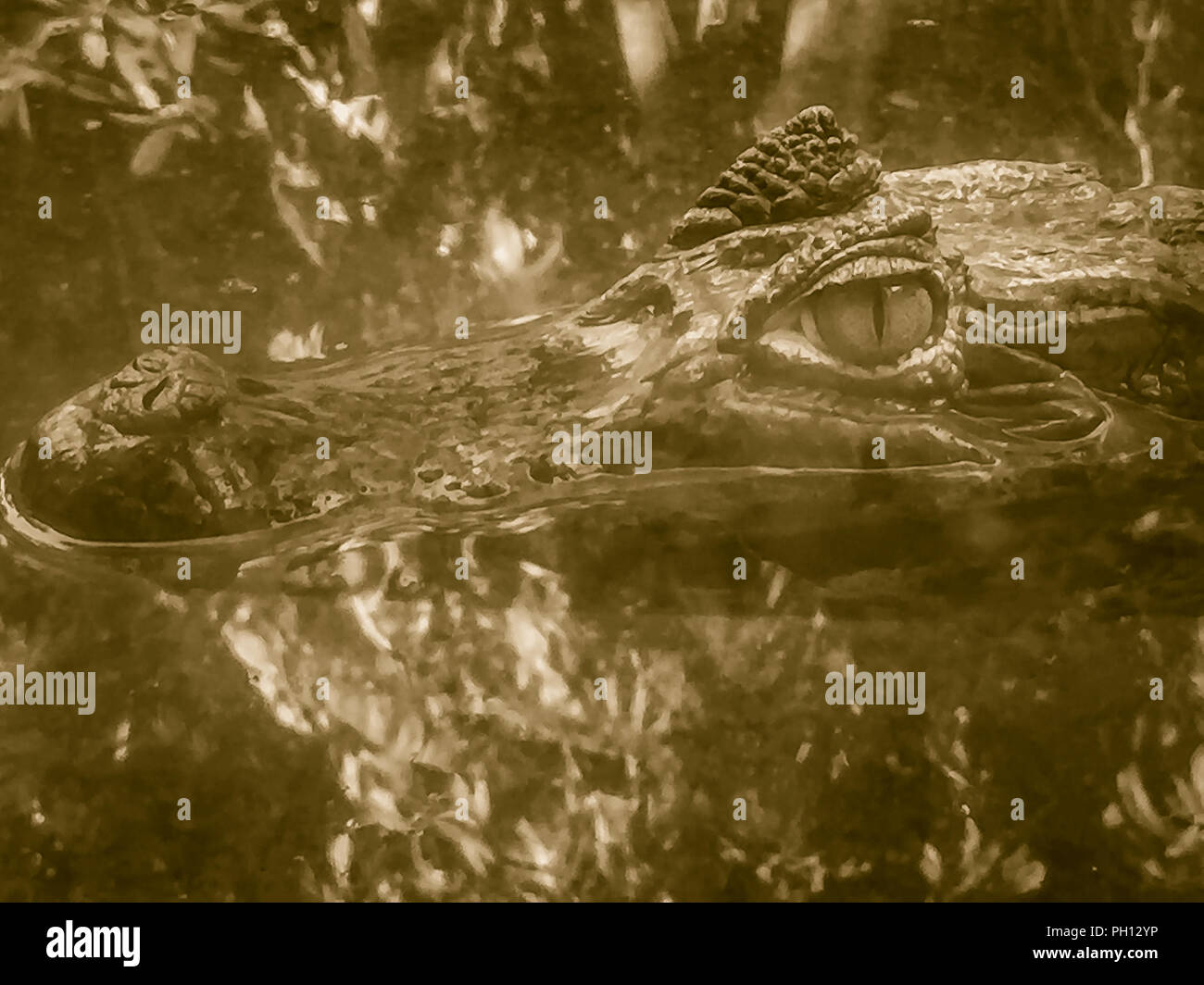 Close up to big and frightening eye of a Caiman (Caimaninae) crocodile staying in still water Stock Photo