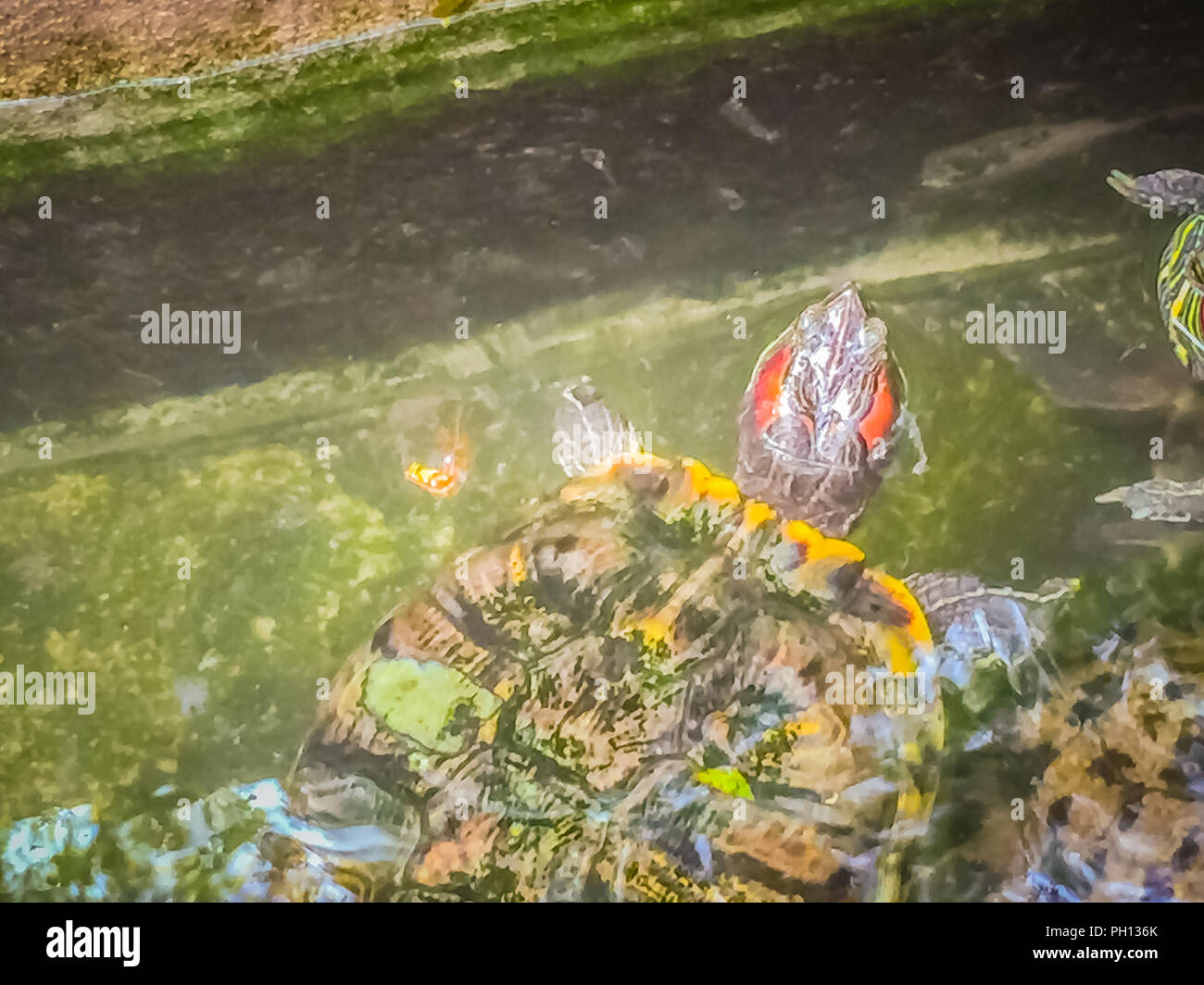 Cute Painted terrapin turtle (Batagur borneoensis) that forehead of ...