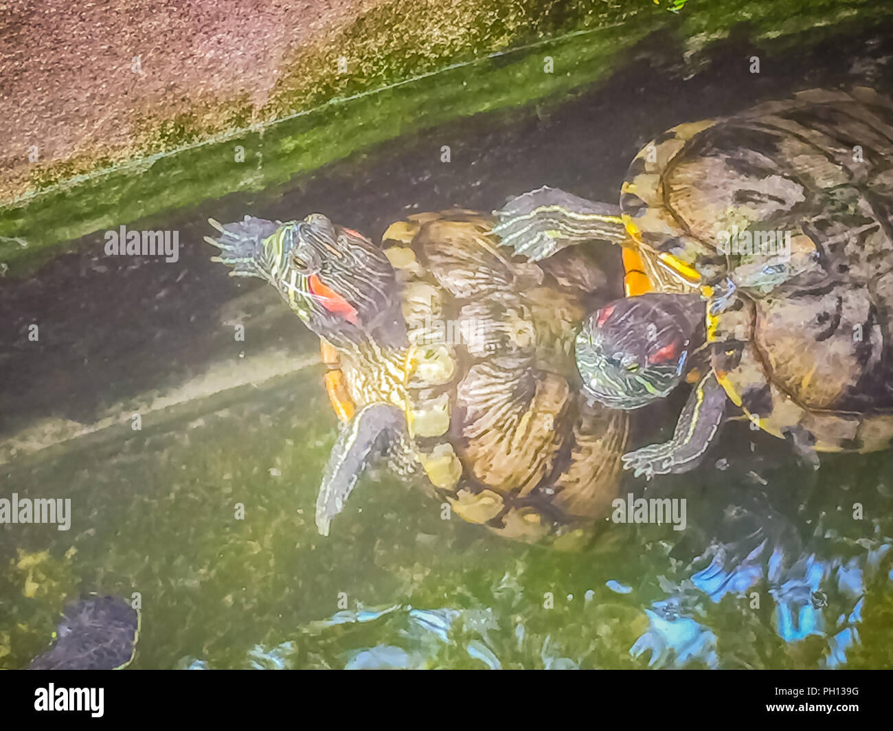 Cute Painted terrapin turtle (Batagur borneoensis) that forehead of male will have red or orange