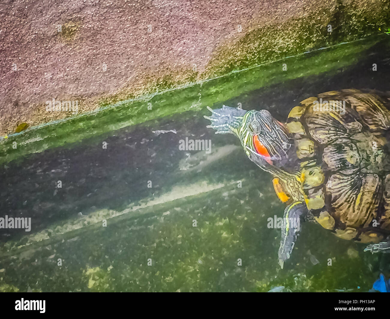 Cute Painted terrapin turtle (Batagur borneoensis) that forehead of male will have red or orange