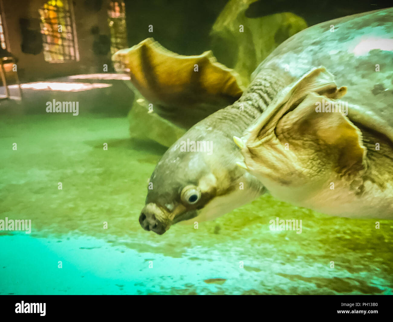 long-necked turtle (snake-necked turtle) is swimming in the glass pond. Stock Photo