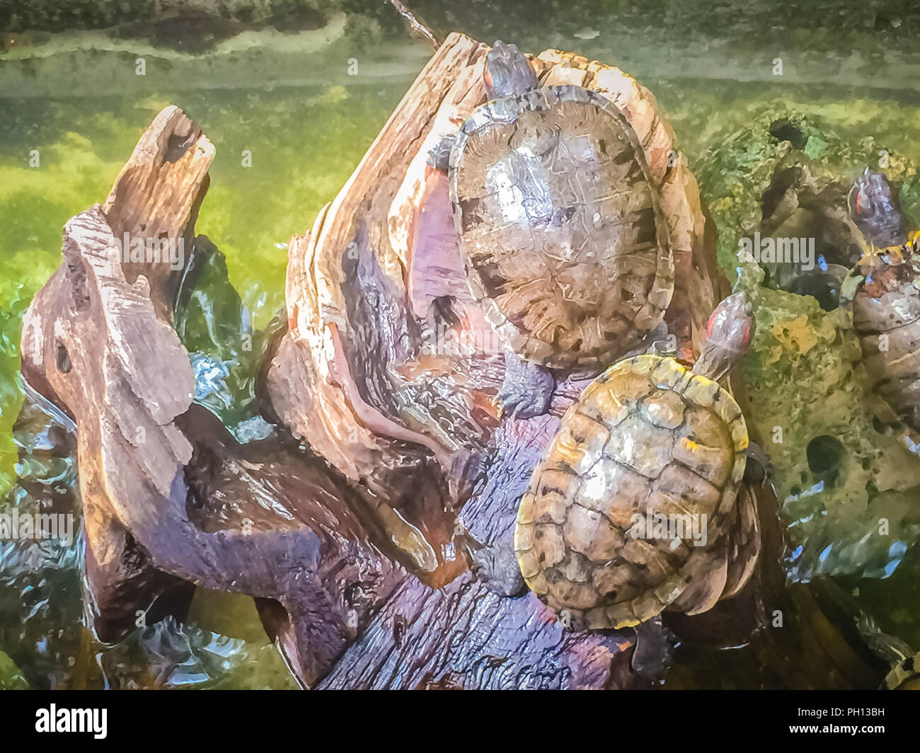 Cute Painted terrapin turtle (Batagur borneoensis) that forehead of male will have red or orange