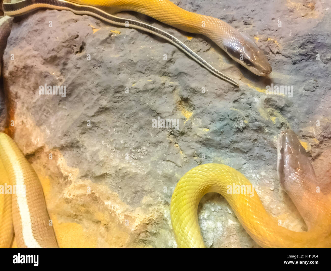 Closeup of Cave Dwelling Snake (Elaphe taeniura ridleyi Stock Photo Alamy