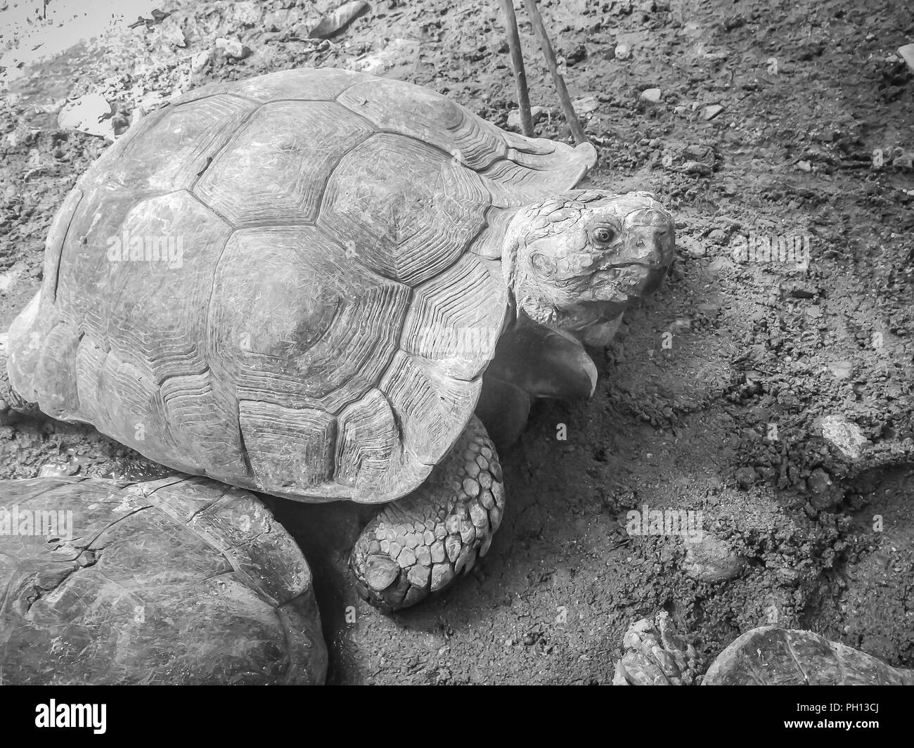 Brown Asian Giant Tortoise at the Public Zoo. Stock Photo