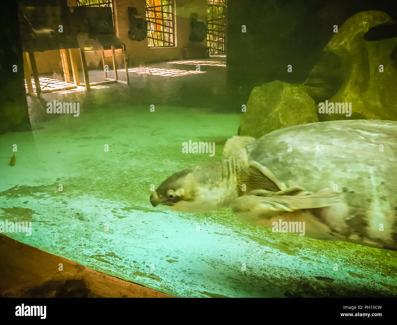 long-necked turtle (snake-necked turtle) is swimming in the glass pond. Stock Photo
