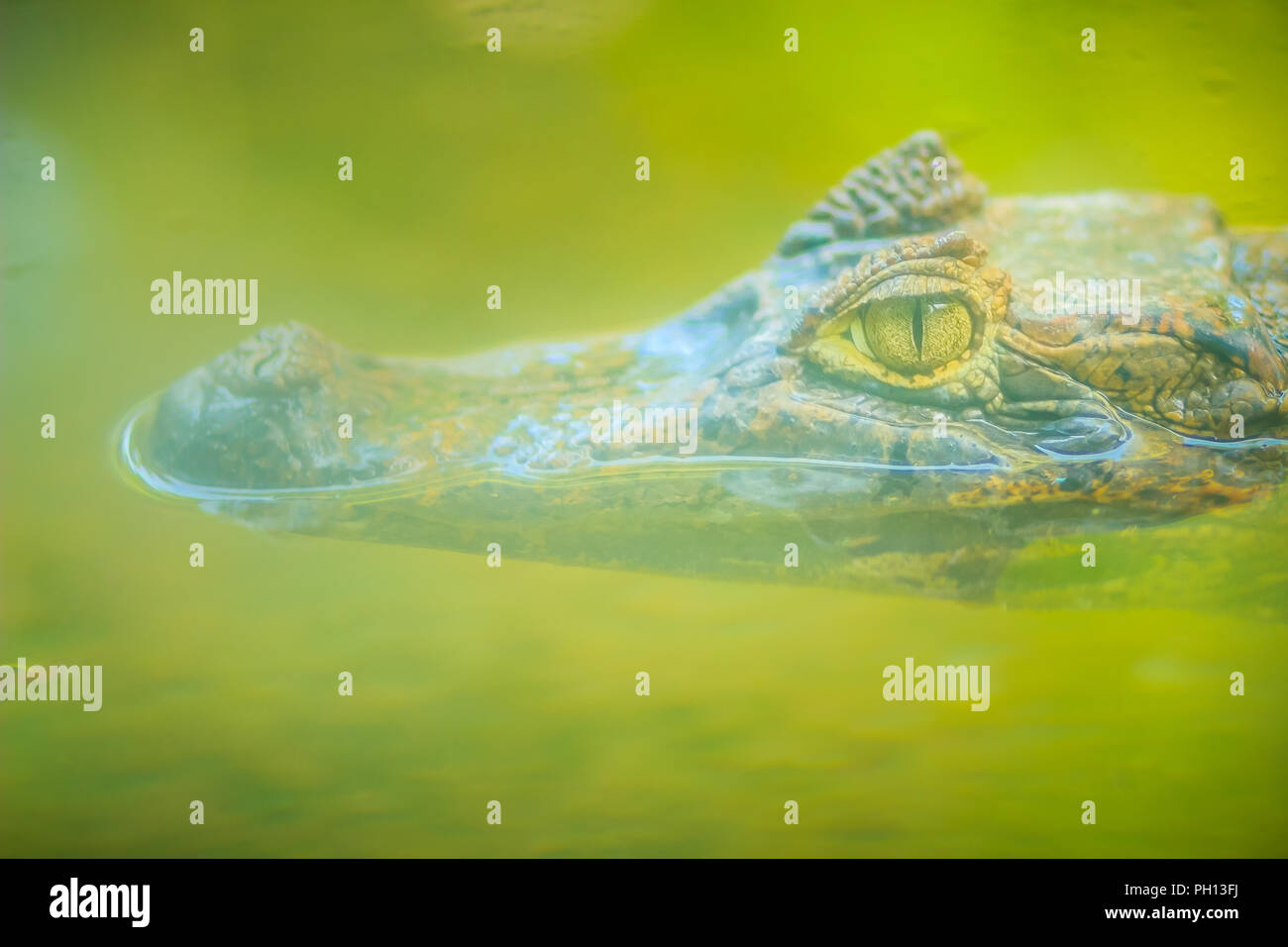 Close up to big and frightening eye of a Caiman (Caimaninae) crocodile staying in still water Stock Photo