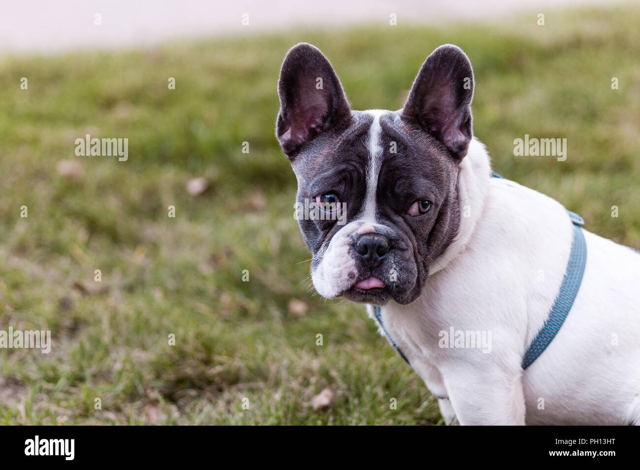 french bulldog 6 months