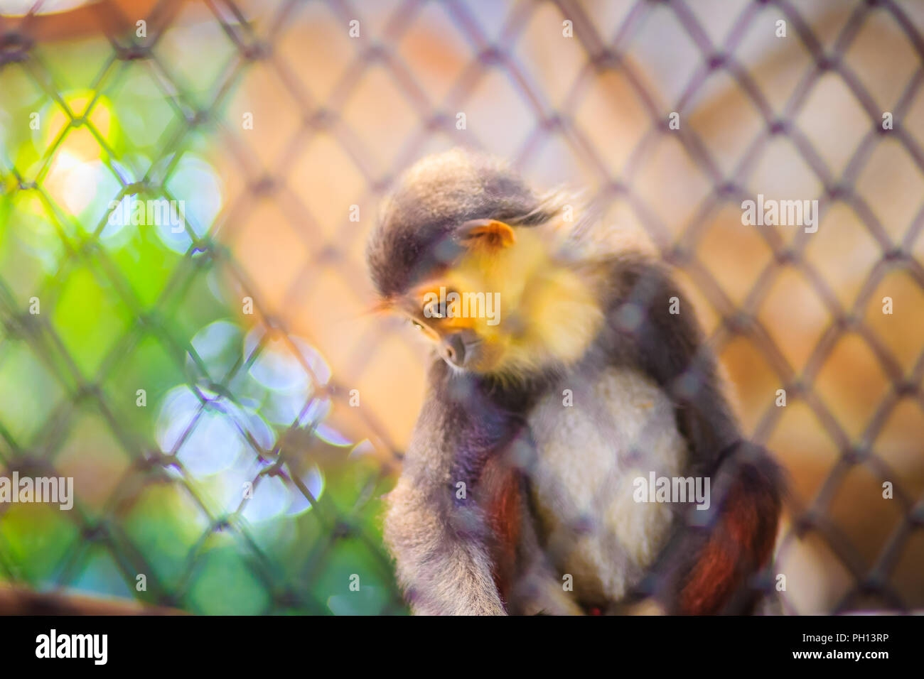 Cute redshanked douc (Pygathrix nemaeus) is a species of Old World