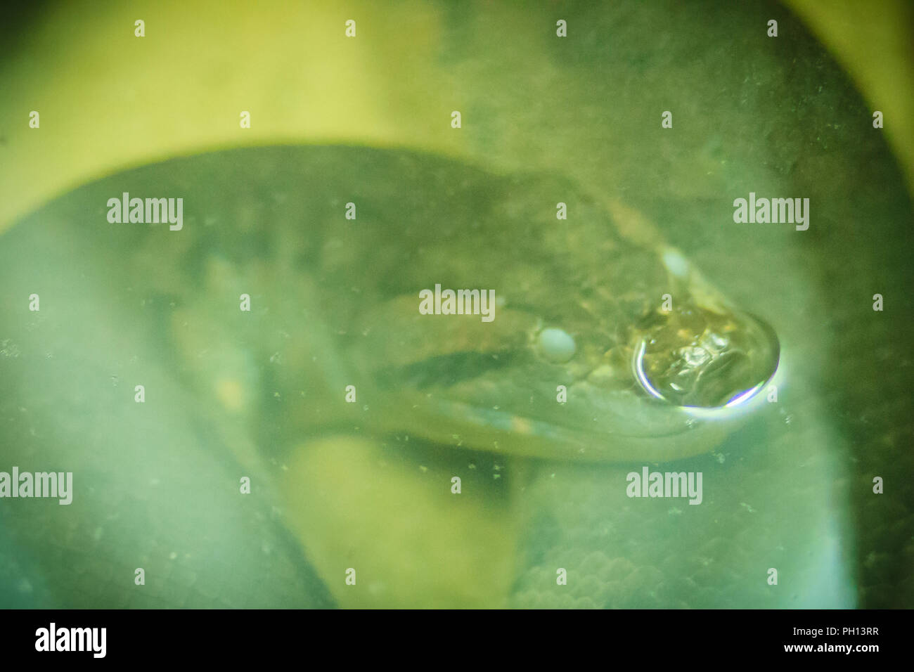 Anaconda snake in the water. Anacondas are a group of large snakes of