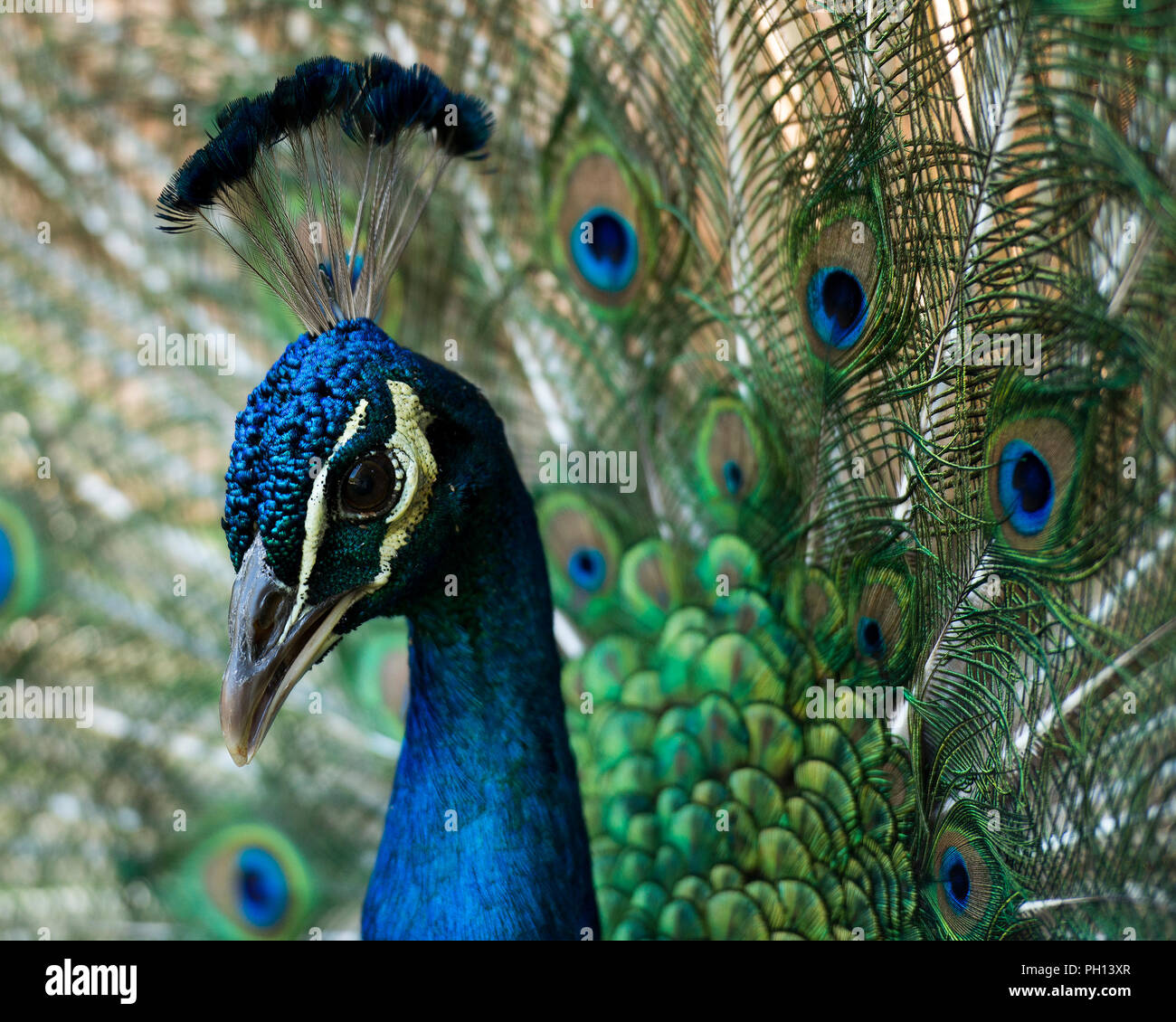 Peacock bird close up the beautiful colorful bird Stock Photo - Alamy