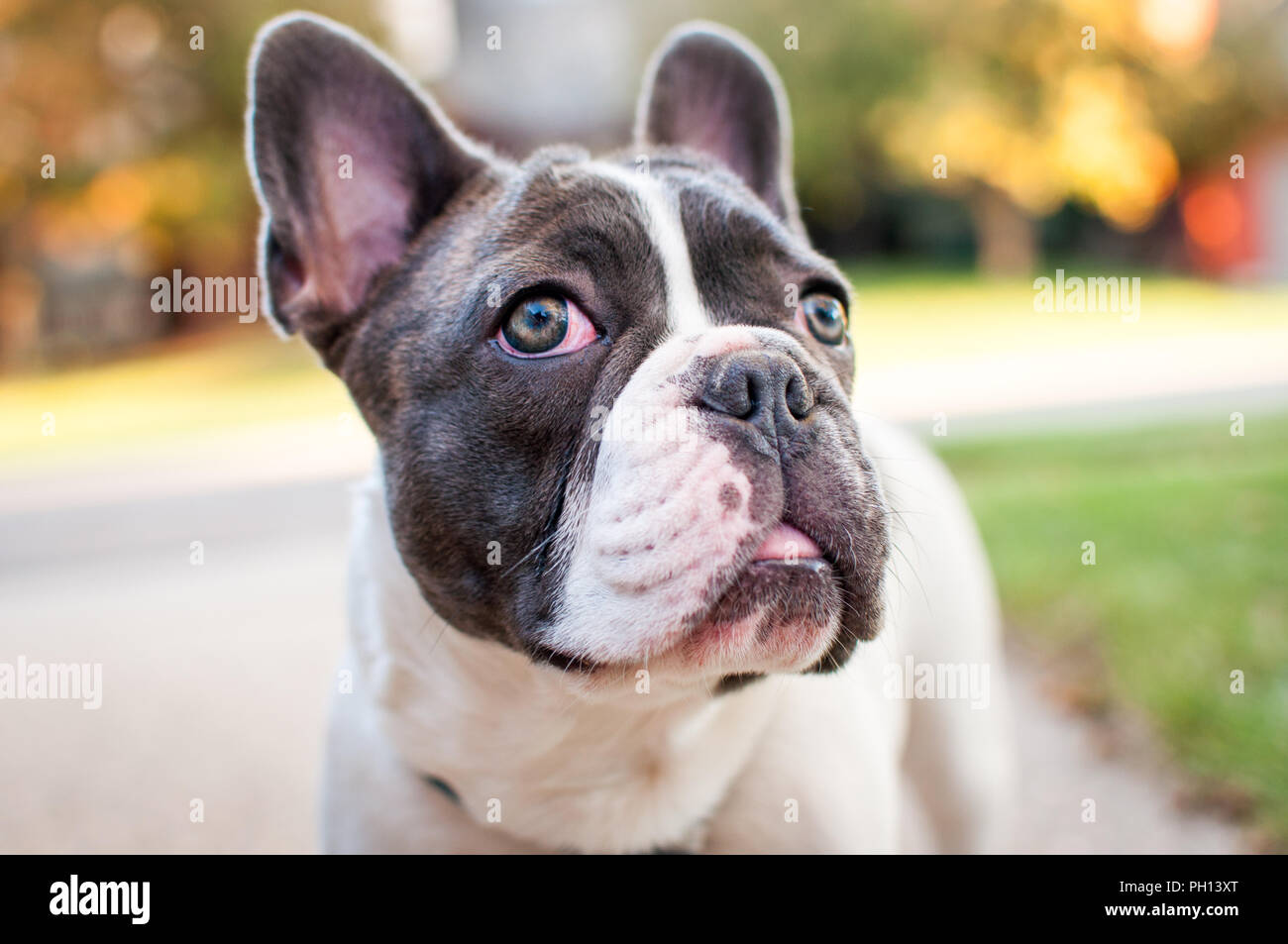 six month old french bulldog