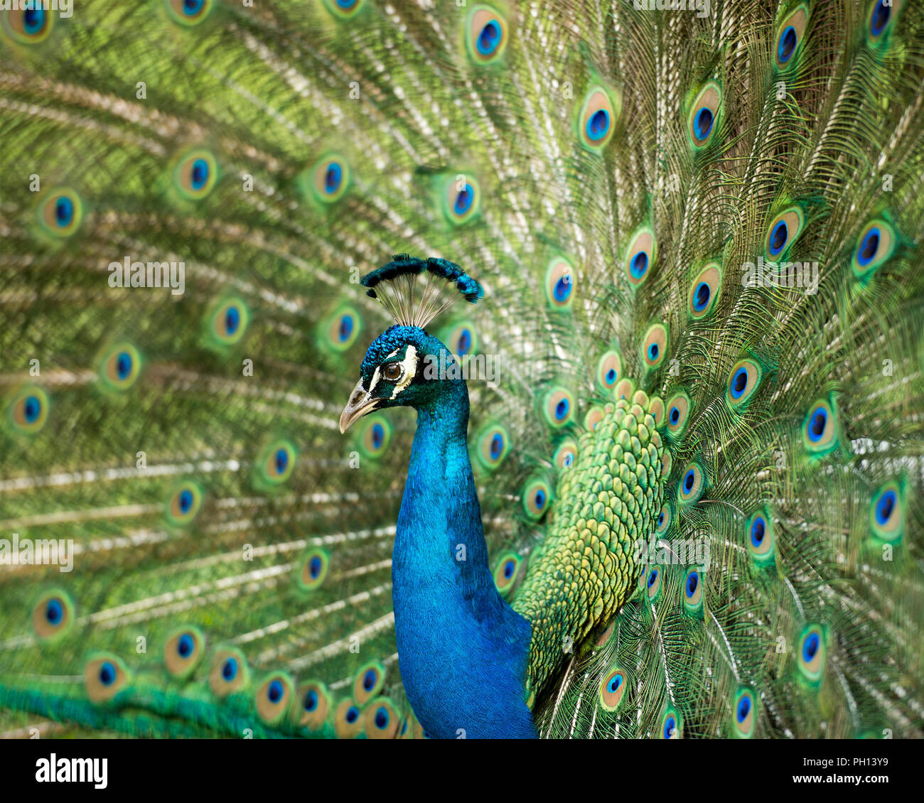 Peacock bird close up displaying his beautiful plumage. Stock Photo