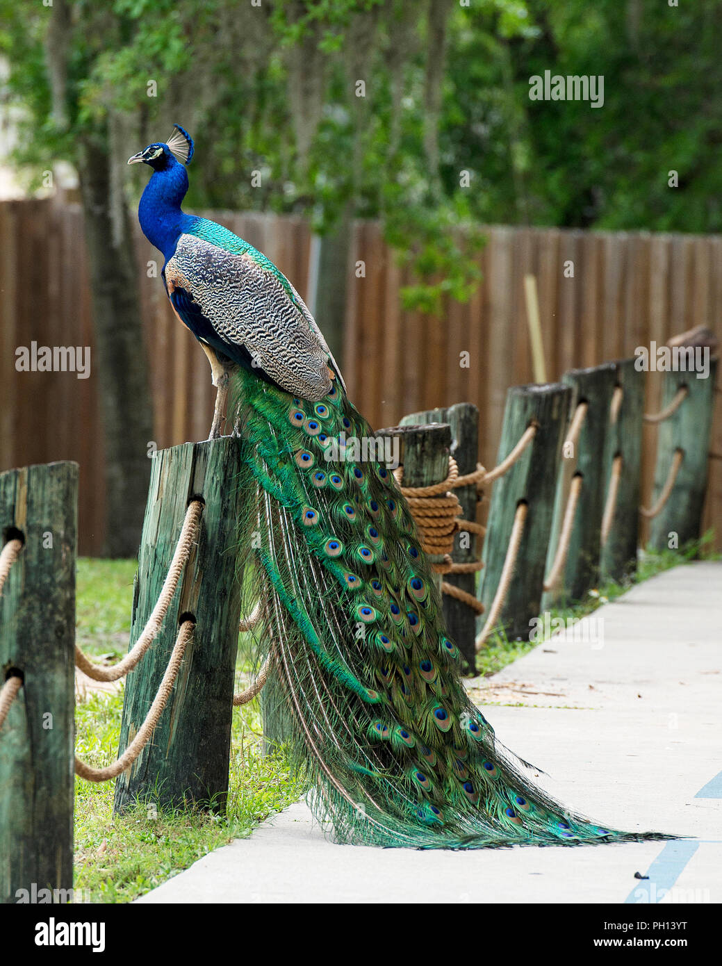Peacock bird displaying its beautiful and colorful blue & green plumage tail with eyespots. Stock Photo