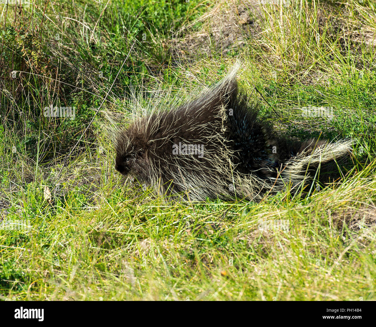 Porcupine Quills Images – Browse 6,925 Stock Photos, Vectors, and Video