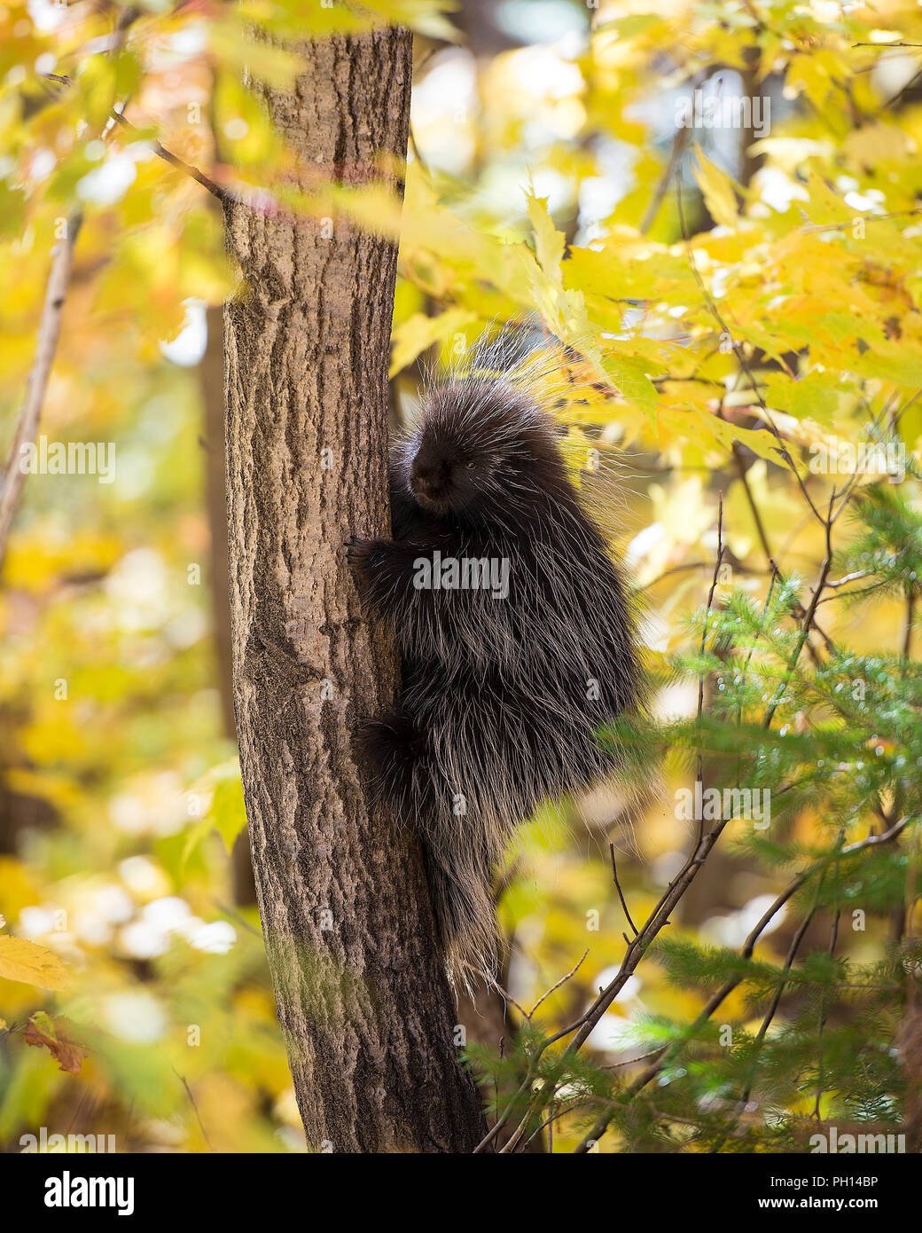 res stock photography and images Biology Diagrams