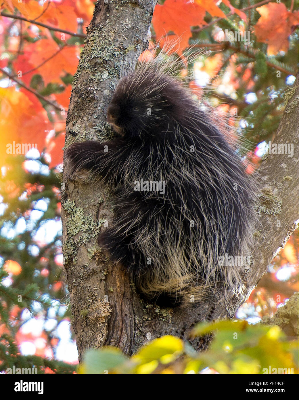 Porcupine in a tree in its environment Stock Photo Biology Diagrams