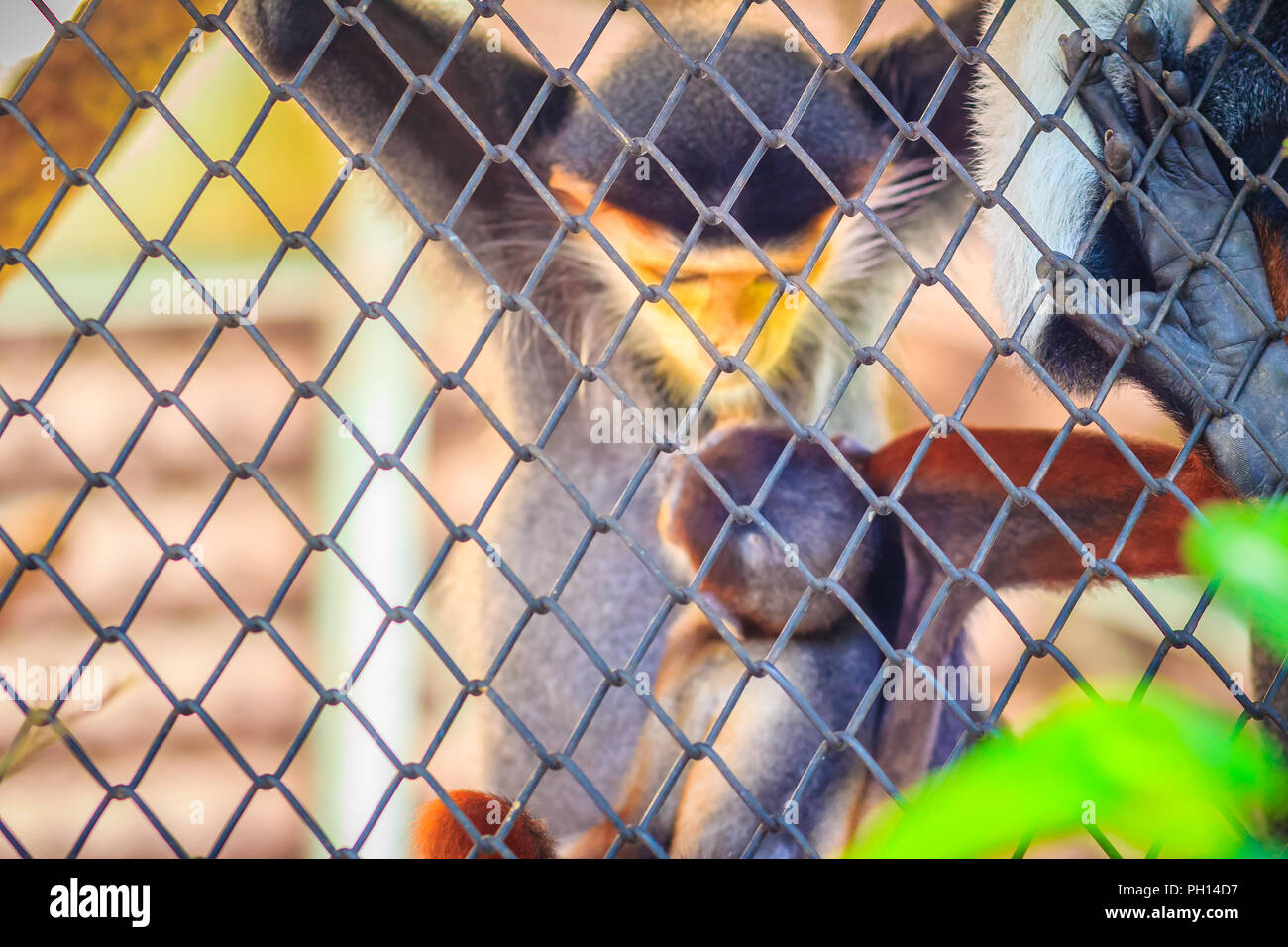 Cute redshanked douc (Pygathrix nemaeus) is a species of Old World