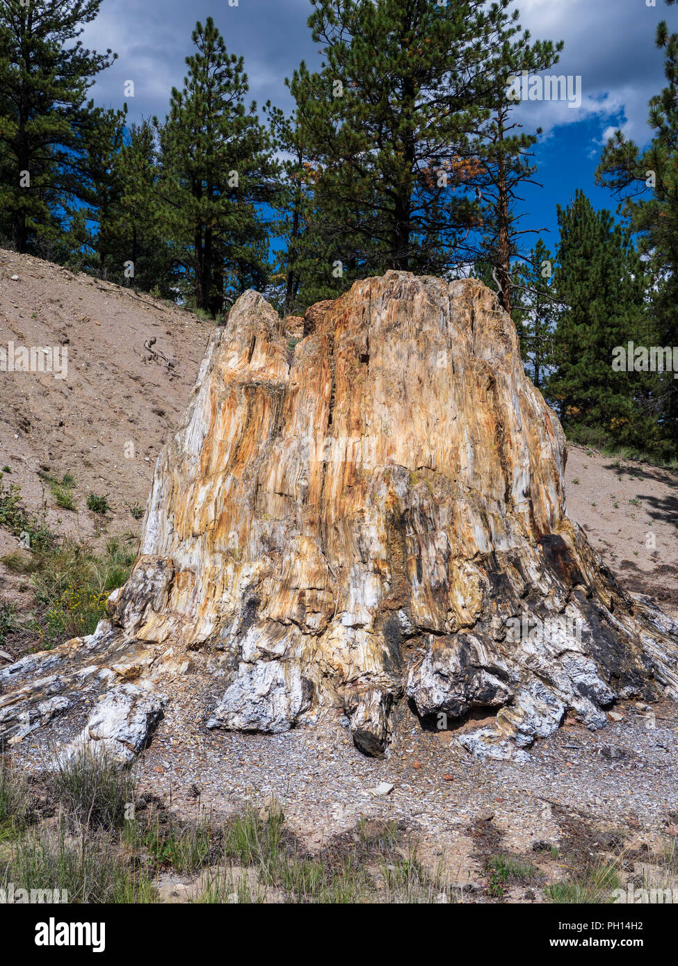 The Big Stump, petrified redwood, Petrified Forest Loop trail, Florissant  Fossil Beds National Monument, Florissant, Colorado Stock Photo - Alamy