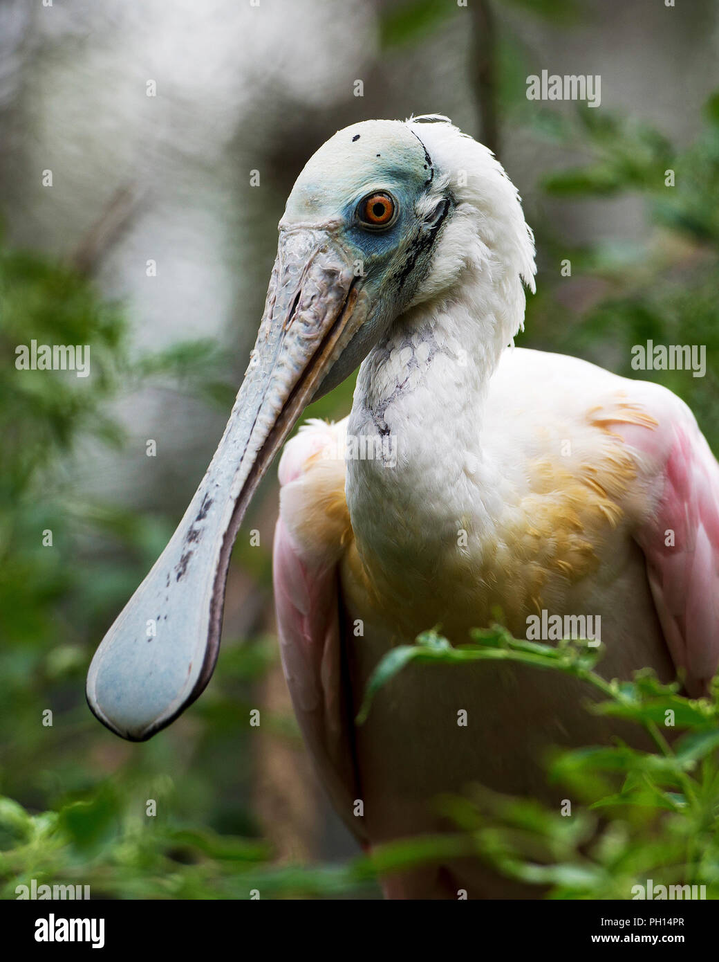 Roseate Spoonbill bird head close up profile view displaying long bill, eye, pink feathers plumage enjoying its environment and surrounding. Stock Photo