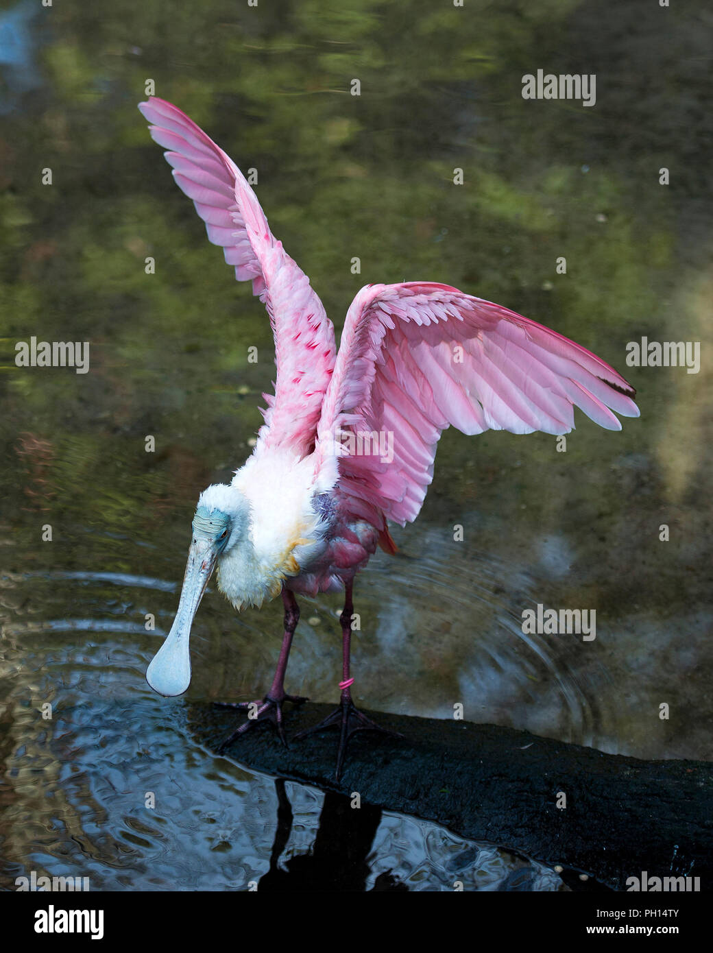 Roseate Spoonbill bird with wings spread in the water enjoying its environment and surrounding, displaying its beautiful pink feathers plumage,. Stock Photo
